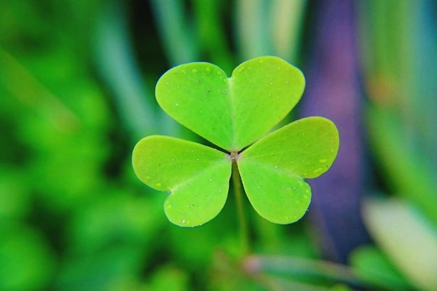 Shamrock.jpg.69003eaab415ef631cf636ab15af9201.jpg