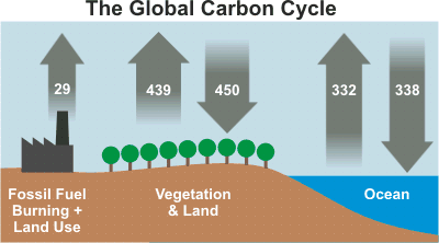 Carbon_Cycle.gif