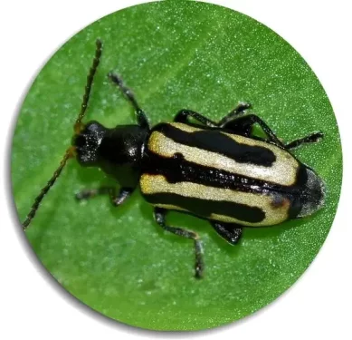 flea-beetle-2@559w.webp