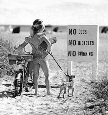 no-dogs-no-bicycle-meme.JPG
