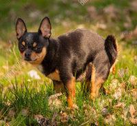 mini.png.395f38feb0302e3dfbbb91176d8d5a50.png