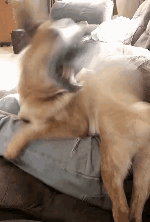 image.gif