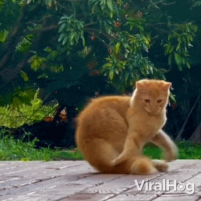 image.gif
